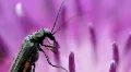 Green Bug 8344 HD Footage