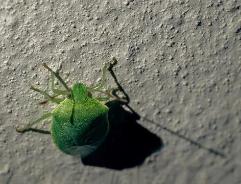 Green bug alone. Macro Stock Photos