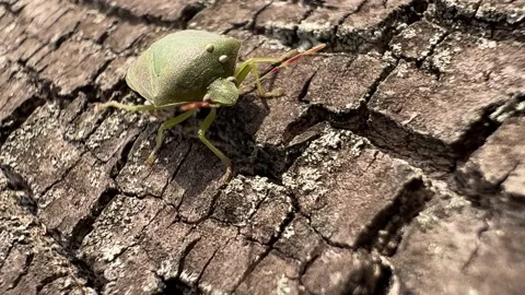 Green bug on the bark Stock Footage 226189570