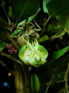 Green Bug Cicada Hatching Molting Hanging Cocoon Fotos Stock