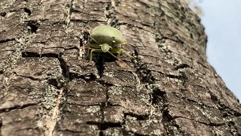 Green bug climbs the tree Video stock 226617326