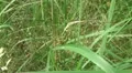 Green bug close up on grass and fly away HD Footage