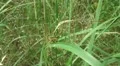 Green bug close up slow motion HD Footage