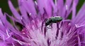 Green Bug on Cornflower 8335c HD Footage