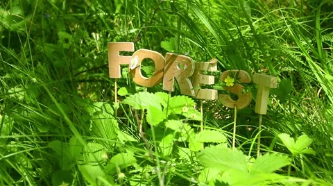 Green Bug crawling on Forest word Video stock 51141181