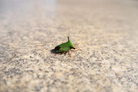 Green bug crawling on a granite slab Stock Photos