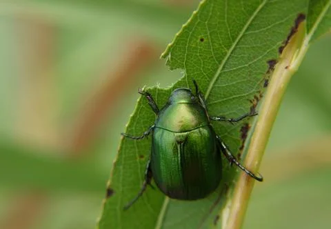 Green bug eating leaf Stockfoto's