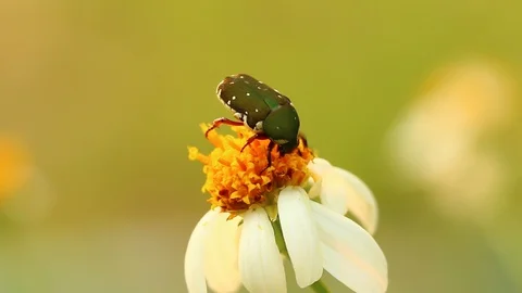 Green bug eating pollen of flower in the field, Chiangmai province Thailand Stock Footage 128210713