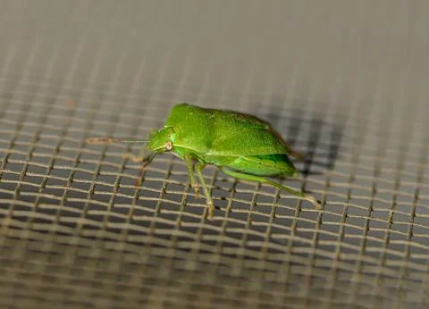 Green bug exploring the surface of a mesh screen during a sunny afternoon i.. Stock Photos