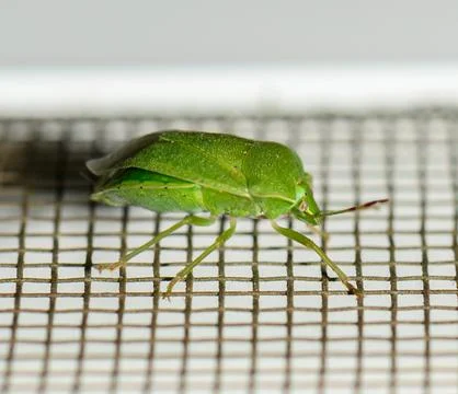 Green bug exploring a textured surface during a bright afternoon Stock Photos