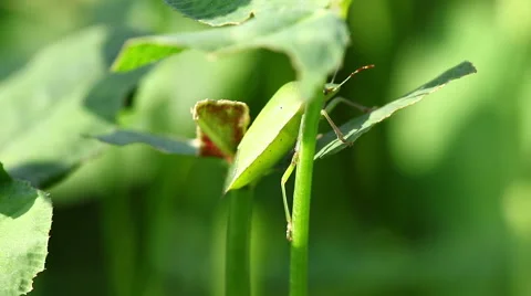 Green Bug 스톡 동영상 68266456