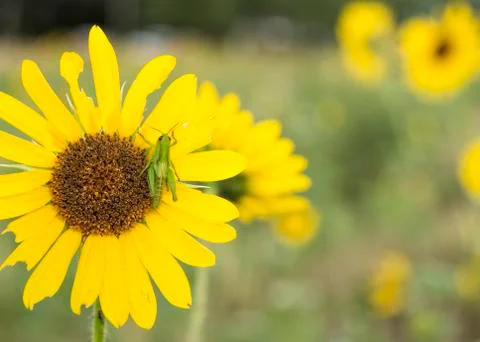 Green Bug Grasshopper Sitting on a Yellow Colorado Sunflower Stock Photos