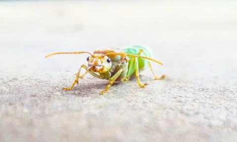 Green bug on a green leaf Stock Photos