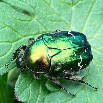 Green Bug On Green Leaf Stock Photos