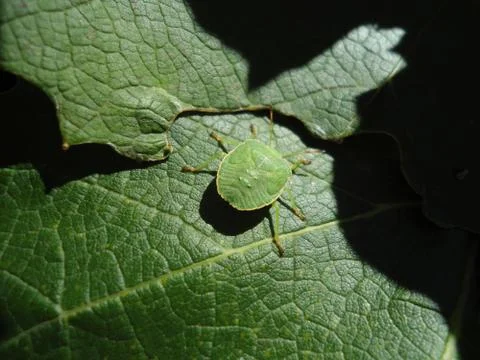 Green bug on a green vine leaf Stock Photos