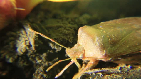 Green bug in ground Stock Footage 58738620