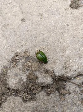 Green Bug on the ground Stock Photos