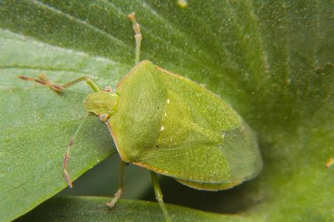 Green bug insect posing on a leaf being a healthy pest Stock Photos