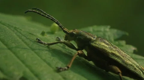Green bug on the leaf. Macro Stock Footage 51694247