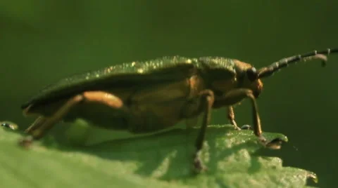 Green bug on the leaf. Macro Stock Footage 51694269