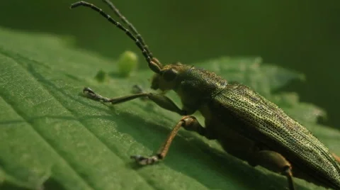 Green bug on the leaf. Macro Stock Footage 51694302