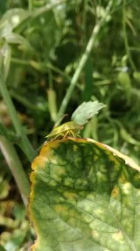 Green bug on a leaf Stock Photos