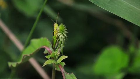 A green bug is on a leaf Stock Photos