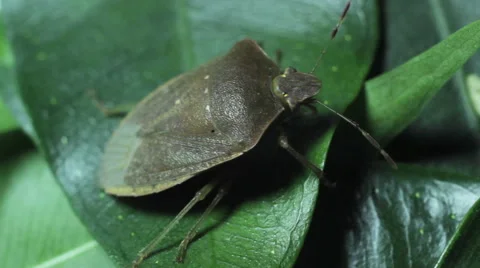 Green bug on leaves Video stock 56187935