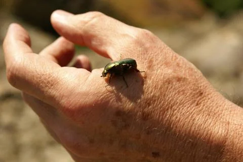 Green bug on a man's hand Stock Photos