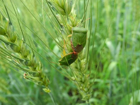 Green bug mating on the leaf Foto stock