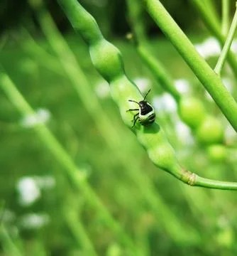 Green bug Stock Photos