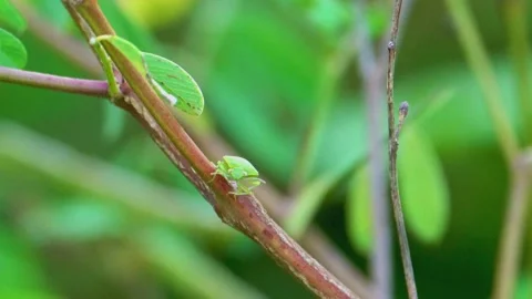 Green bug on plant stem Stock Footage 322724915