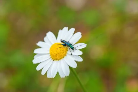 A green bug is resting on a white daisy amidst grass Stock Photos