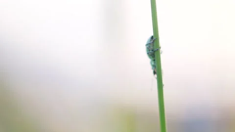 A green bug sits on the grass and sways in the wind Stock Footage 278538066