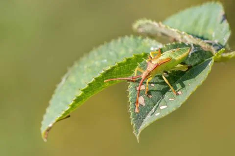 A green bug sits on a green leaf Halle (Saale) Saxony Anhalt Germany  DSC8... 스톡 사진