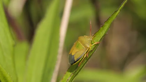 Green Bug sitting on grass blade Stock Footage 136306851