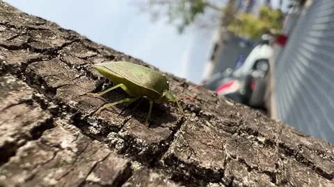 Green bug on the tree Video stock 226617171
