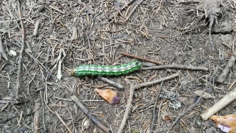 Green bug walking in the woods Video stock 120578798