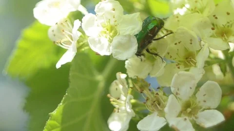 The green bug on a white flower with green leaves and white flower Stock Footage