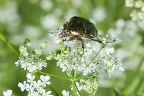 Green bug on a white flower Stock Photos