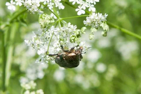 Green bug on a white flower Stock Photos