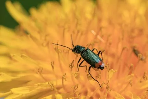 Green bug in yellow dandelion pollen Stock Photos