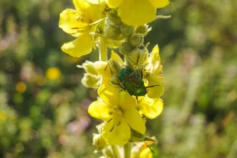 Green bug on yellow flower Stock Photos