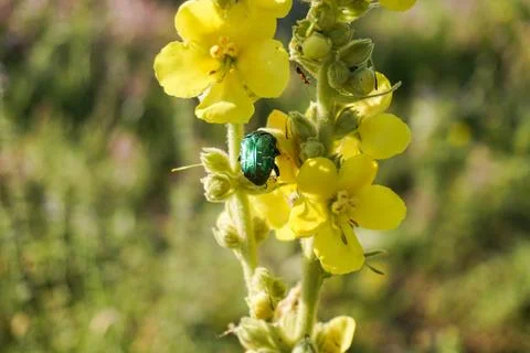 Green bug on yellow flower Stock Photos