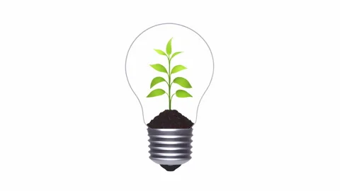 Green Bulb Sprout Grow Inside Stock Footage 243975468