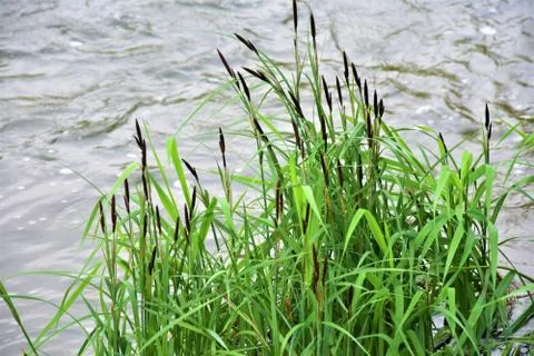 Green bulrush Stock Photos