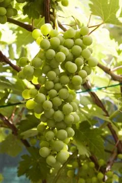 Green bunch of grapes Stock Photos