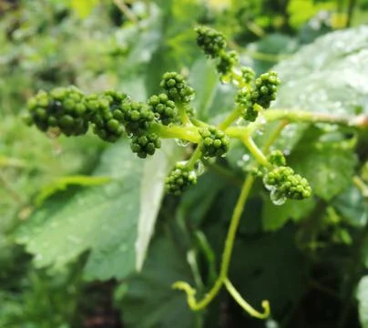 Green Bunch of Grapes Stock Photos