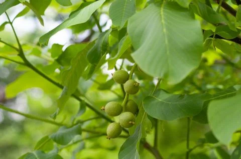 Green bunch of walnuts on a tree, background of green leaves, botanical garden Stock Photos