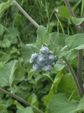 Green burdock buds close up Stock Photos